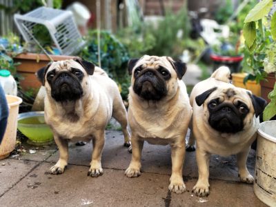 Three pugs stand in the garden, their fur is beige and black, they look very serious, they have big eyes, one of them has his head tilted to the left side, there are many plants around and pots with water on the ground, it looks like summer time, the photo was taken in the style of an iPhone 7 camera. --ar 4:3