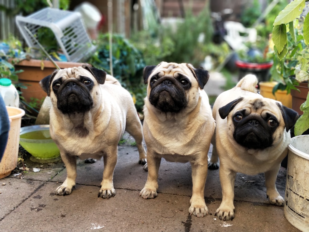 Three pugs stand in the garden, their fur is beige and black, they look very serious, they have big eyes, one of them has his head tilted to the left side, there are many plants around and pots with water on the ground, it looks like summer time, the photo was taken in the style of an iPhone 7 camera. –ar 4:3