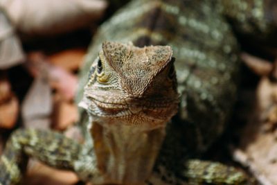 A close-up shot of the head and shoulders of an alien lizard, its skin rough textured with earthy tones. The background is blurred to emphasize it as part of the environment in the style of its natural habitat. --ar 128:85