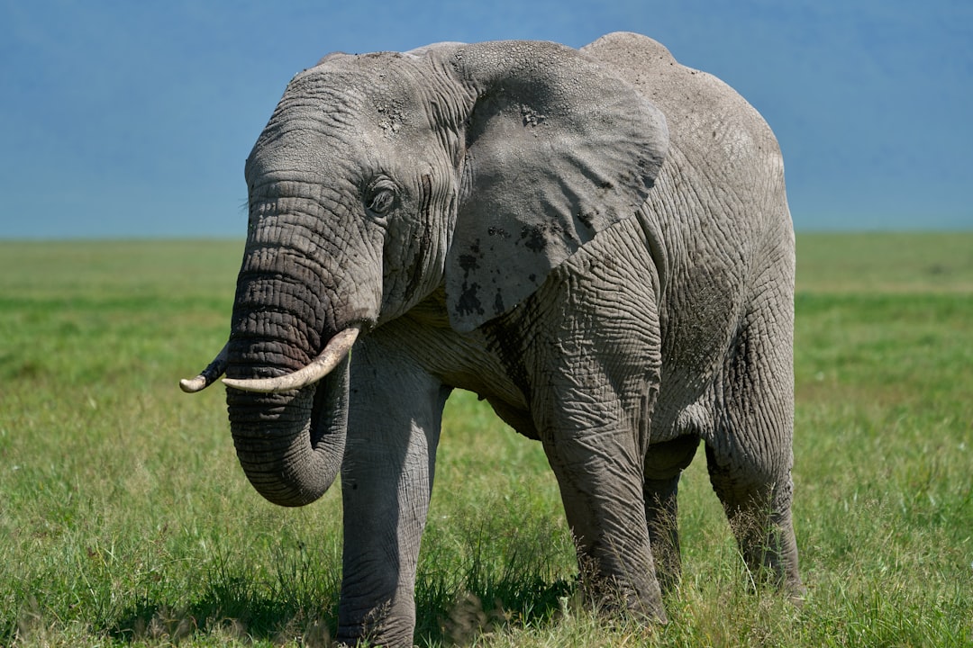 A majestic elephant standing tall in the vast savannah, its gray skin covered with mud and dirt as it walks gracefully across green grass under clear blue skies., focus on face –ar 128:85