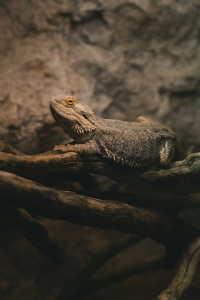 Photo of a bearded dragon on its tree branch in an empty room with dark stone walls, taken from the side, in the style of unsplash photography. --ar 85:128