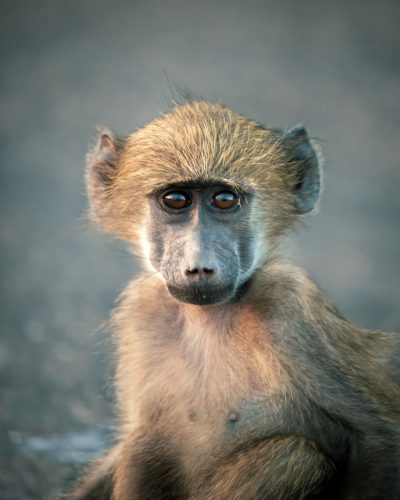 A cute baby baboon with big eyes, sitting on the ground looking at you in an empty area, documentary photography in the style of national geographic, high definition photography, super detail, super resolution, high quality