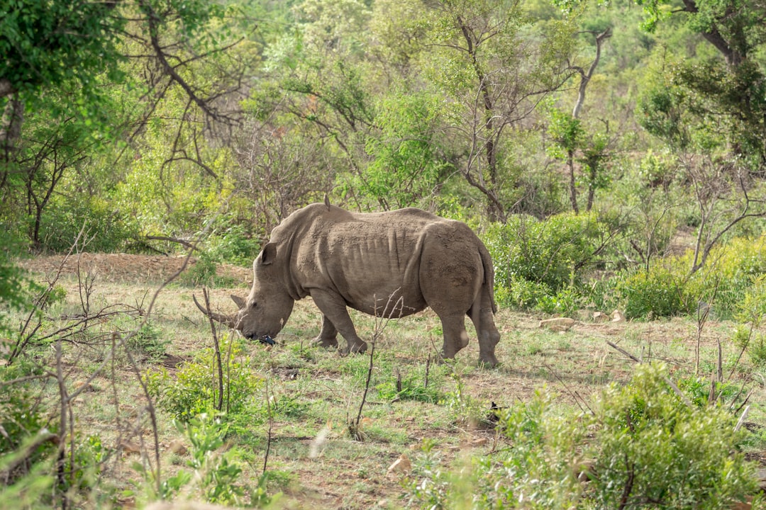 A white rhino grazing in the lush green savannah of South Africa, surrounded by acacia trees and bushes. Focus on its face with a full body shot, captured in the style of canon eos r5. –ar 128:85