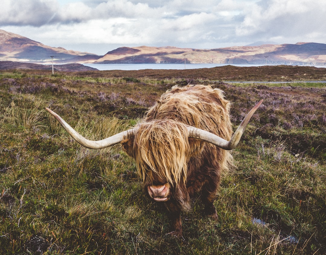 A photograph of an adorable highland cow with long, shaggy hair and large horns grazing in the Scottish moorlands, with distant mountains and sea in background, shot on Fujifilm Provia film stock –ar 32:25