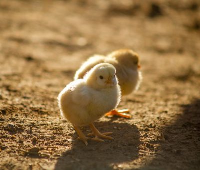 A photo of baby chickens, standing on the ground in golden hour light, with a shallow depth of field in a closeup shot. --ar 32:27