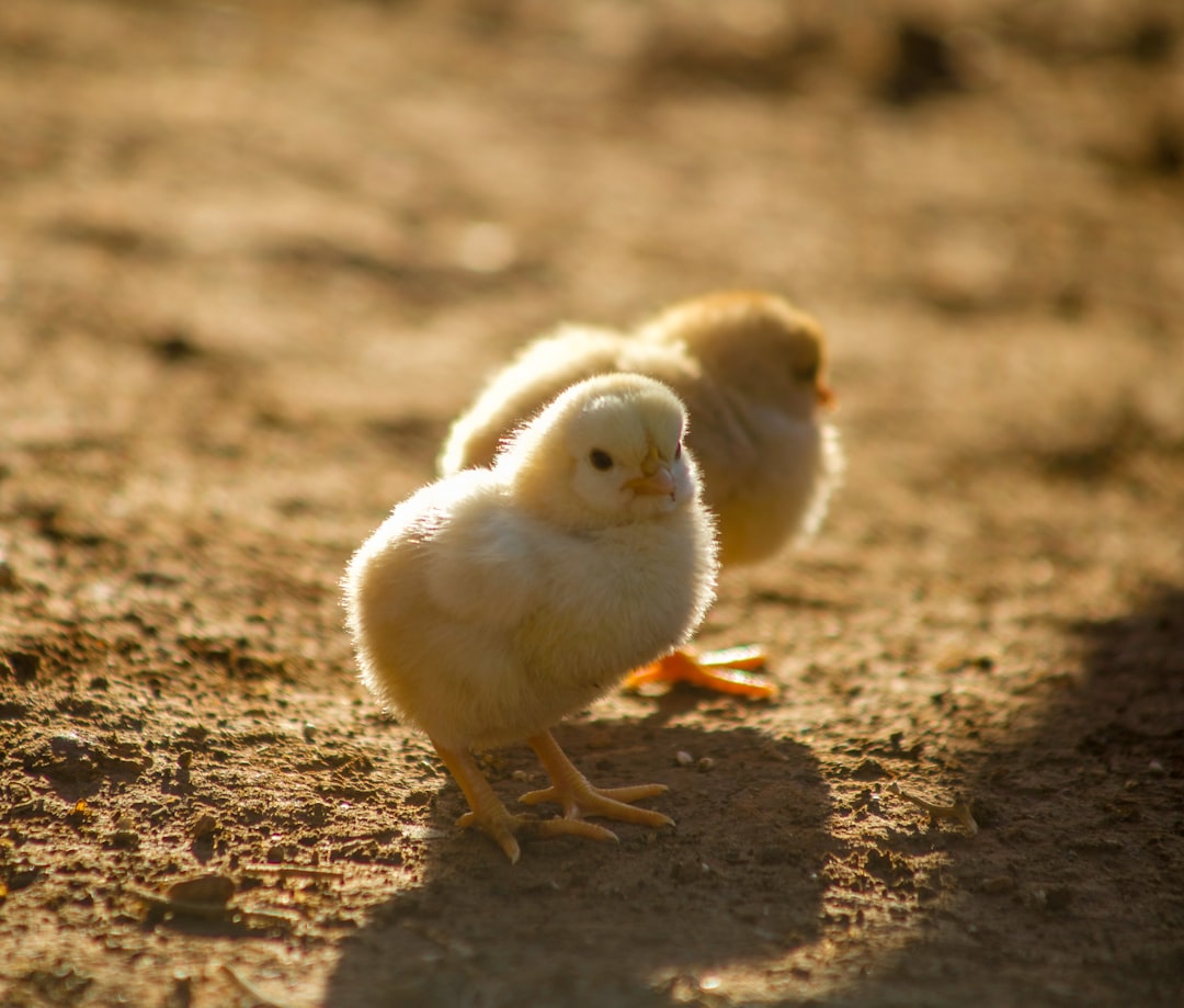 A photo of baby chickens, standing on the ground in golden hour light, with a shallow depth of field in a closeup shot. –ar 32:27