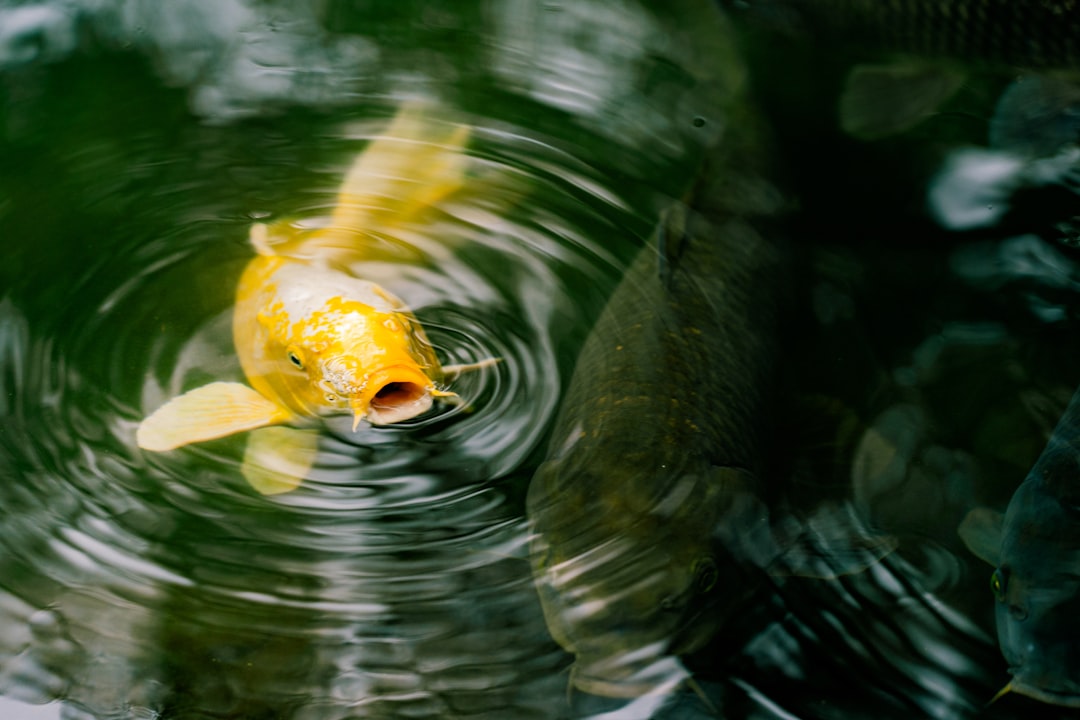 A yellow koi fish is chasing an asian carp in the pond, its mouth open and its body rippling on top of ripples in the water, with green leaves surrounding them, creating beautiful circular patterns. The photography has a documentary style, with a macro shot from an overhead perspective as a closeup with natural light and high resolution details. –ar 128:85