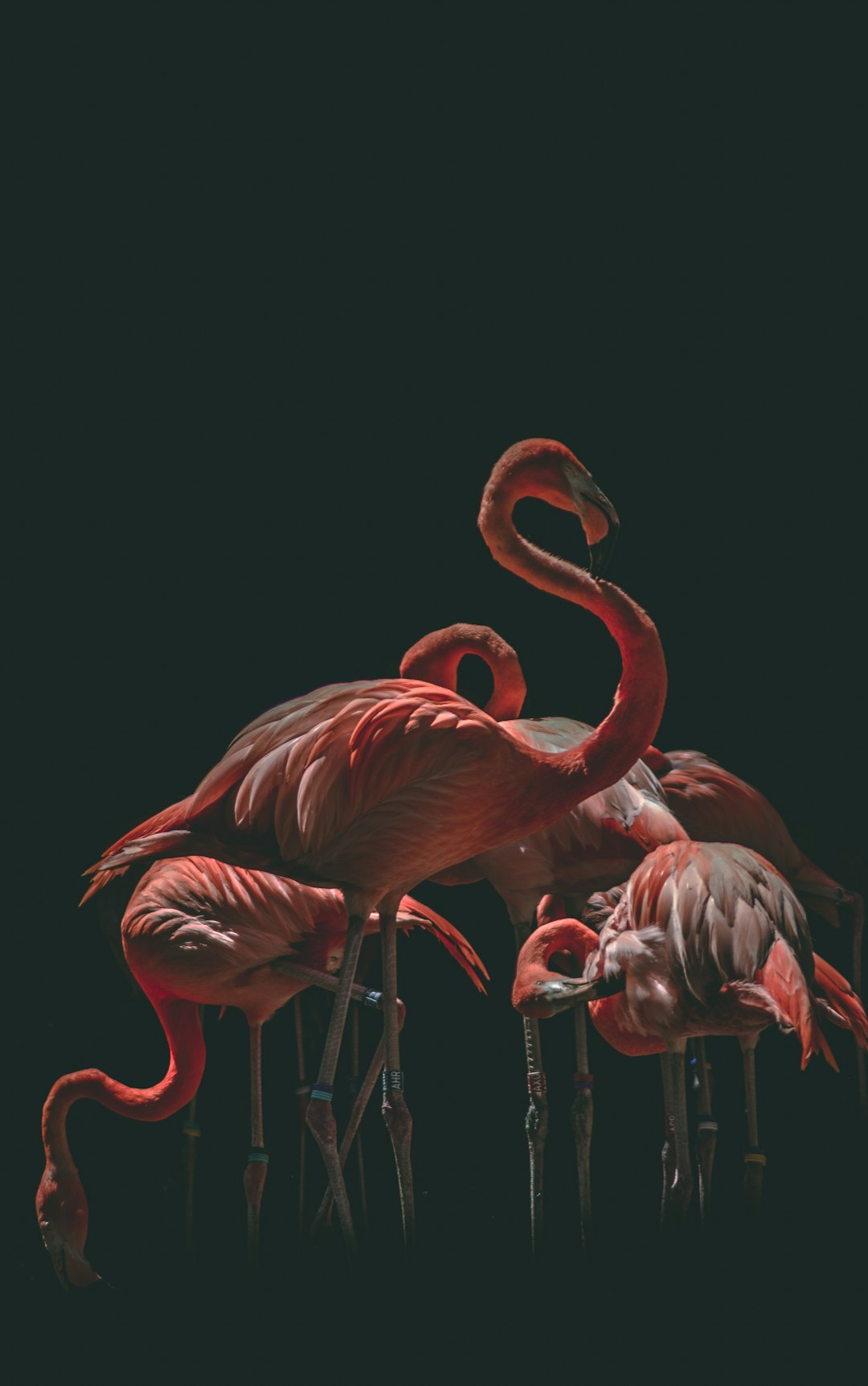 A group of flamingos on a black background, photographically detailed portraits, dark color backgrounds, pink and red hues in a surrealistic grotesque style. –ar 5:8