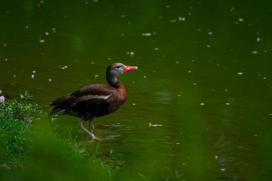 A photograph of an elegant black-bellied whistling duck standing on the edge of water, with a vibrant red bill and dark brown body with a white face, a green grassy bank in the foreground, small ripples visible on the pond’s surface, soft natural light casting gentle shadows, creating a serene nature scene. Taken with a Canon EOS R5 camera, with an f/4 aperture setting for depth of field, ISO adjusted from to capture details, in bright daylight lighting, in the style of a nature photographer. –ar 128:85