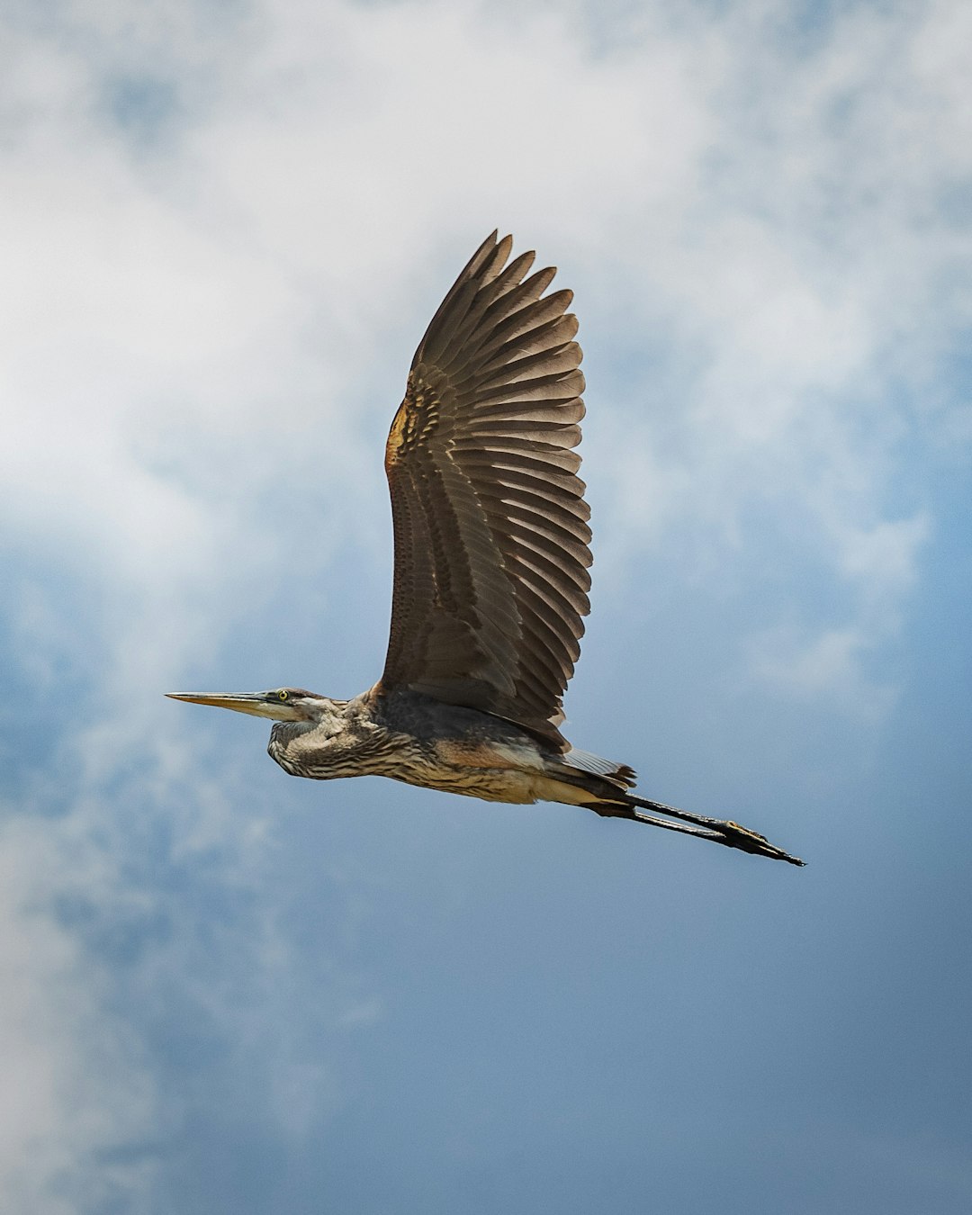 A photograph of an elegant heron in flight, captured from below with its wings spread wide against a blue sky dotted with fluffy white clouds. The bird’s body is gray and brown, contrasting beautifully with the light blue background. Shot using a Nikon D850 camera with a macro lens at an f/4 aperture setting to capture intricate details on both sides of its wingspan. This shot should evoke a sense of awe as if you were there watching them soaring through the air in the style of Nikon. –ar 51:64