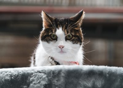 portrait of a cute white and brown cat with a collar sitting on top of a grey cushion, looking at the camera with a blurred background in a low angle shot, in the style of unsplash photography --ar 32:23