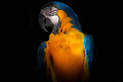 blue and yellow macaw parrot, full body, black background, portrait photography, in the style of Canon EOS --ar 128:85