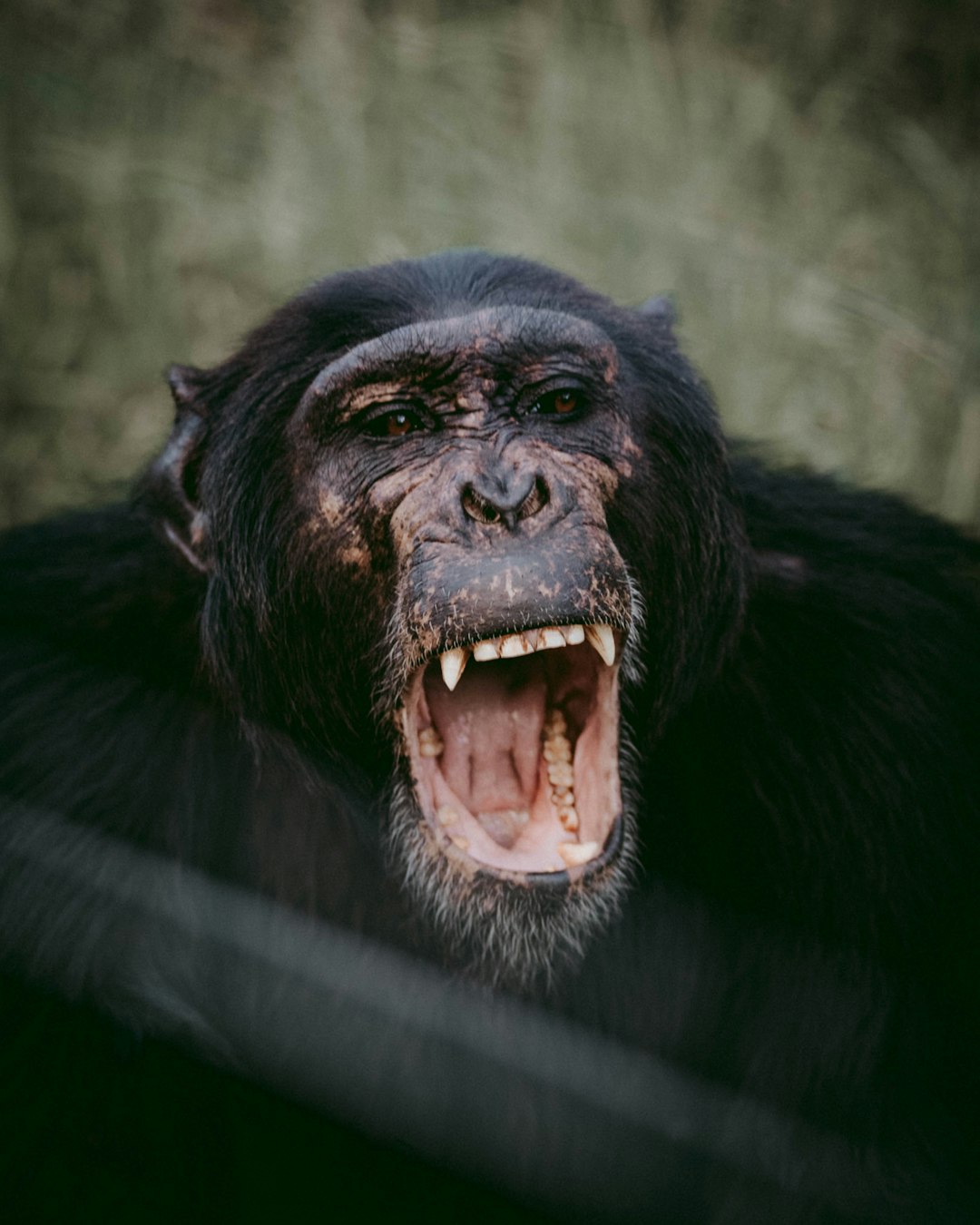 photograph of an angry chimpanzee, taken with a Sony Alpha A9 II and f/2 lens in the style of an f/2 lens. –ar 51:64