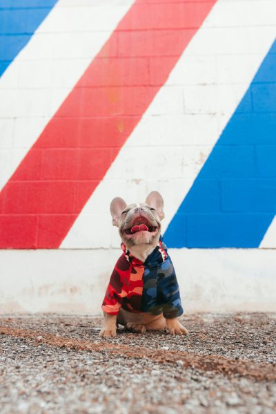 A happy cute French bulldog wearing an oversized red, blue and white camouflage hoodie sits in front of the iconic barber shop with its mouth open to breathe fresh air, with a large white wall behind it painted in bright colors of navy blue, sky blue, light gray, light green, light orange, light pink, and light purple stripes in the style of unsplash photography, with a wide angle lens for a full body portrait. --ar 85:128