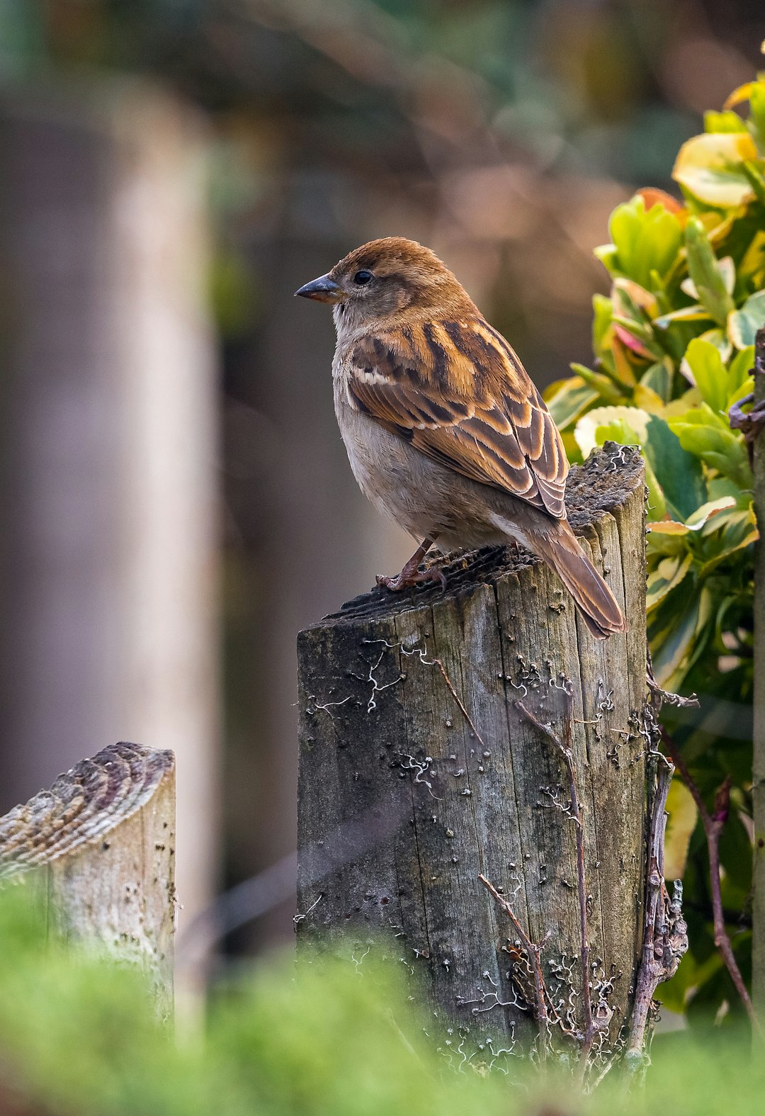 A beautiful sparrow perched on top of an old wooden fence post. The sparrow is sitting in front of some green bushes and is looking around for food. The focus point should be sharp on the bird with a blurry background. Professional photography in the style of canon eos r5 with a macro lens in morning light. –ar 87:128