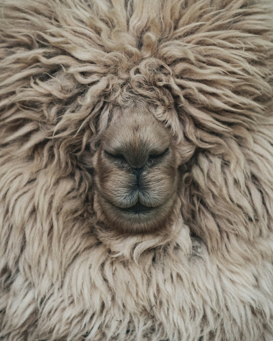 A sleeping alpaca with long, soft fur that frames its face like an adorable lion’s mane. The wool is thick and dense, giving the animal a plush appearance. Its eyes should be closed in slumber, showcasing intricate details of texture on each hair strand. This closeup shot captures every lengthoutside the photography exhibition hall –ar 51:64