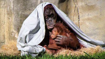 A orangutan mother and baby under an blanket in the grass at an animal zoo, natural lighting, raw photography --ar 16:9