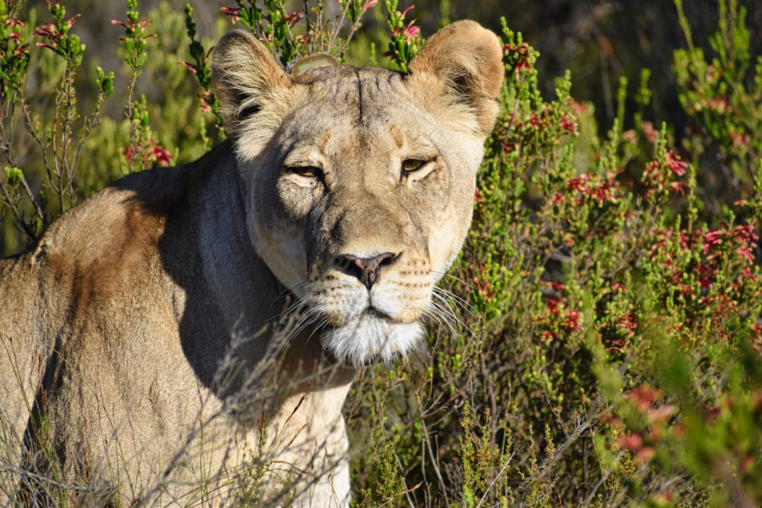 A lioness in the wild, surrounded by vegetation and bushes with red flowers, depicting South Africa’s wildlife in the style of photography, a closeup shot of an African big cat in its natural habitat. –ar 128:85