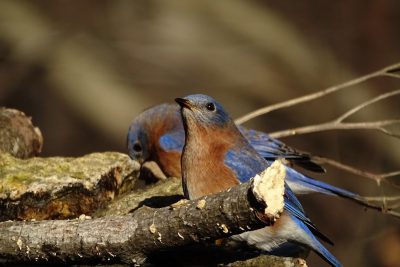 Eastern bluebird pair building nest, eating bread to build the birdhouse in forest --ar 128:85