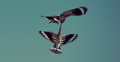 Photo of two hoopoe birds flying in the sky, one is upside down with its wings open and holding another bird in the style of his beak. The second bird has black and white feathers on top of its head and body and a blue underbelly, no background, taken from below, in the style of unsplash photography, high resolution sharp focus, highly detailed, professional photograph. --ar 64:33