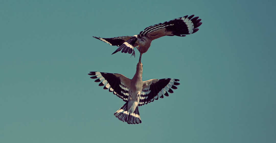 Photo of two hoopoe birds flying in the sky, one is upside down with its wings open and holding another bird in the style of his beak. The second bird has black and white feathers on top of its head and body and a blue underbelly, no background, taken from below, in the style of unsplash photography, high resolution sharp focus, highly detailed, professional photograph. –ar 64:33