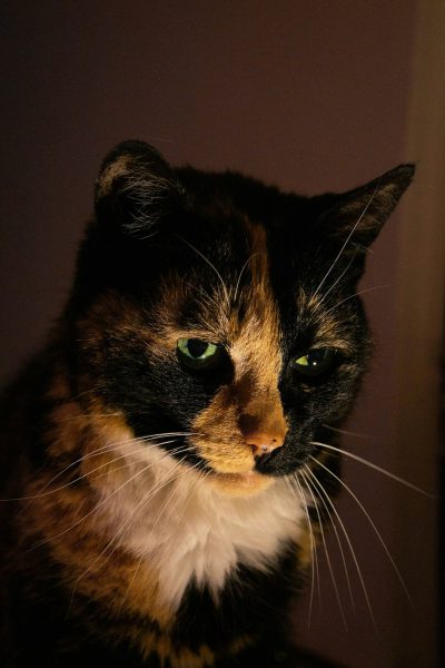 A calico cat with green eyes, sitting in the dark room. The light from outside is shining on her face and she has white chin hairs. She looks sad or lost. Shot taken in the style of an iPhone camera. --ar 85:128