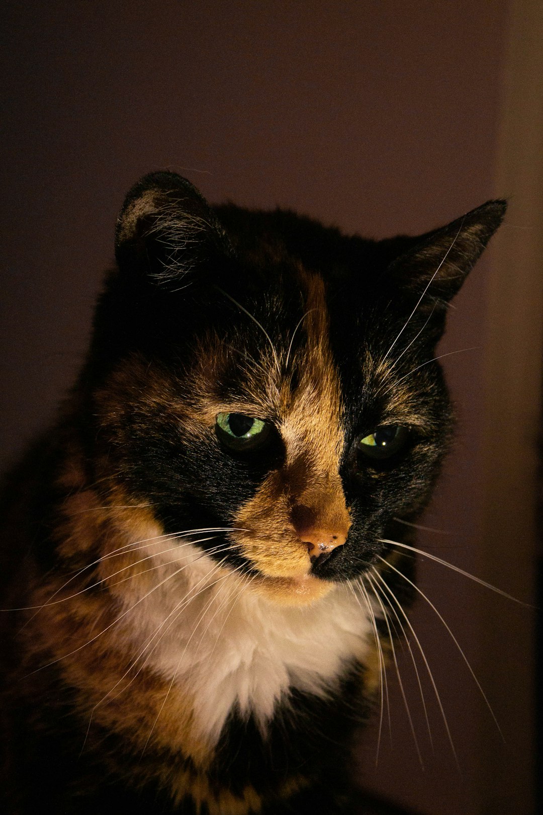 A calico cat with green eyes, sitting in the dark room. The light from outside is shining on her face and she has white chin hairs. She looks sad or lost. Shot taken in the style of an iPhone camera. –ar 85:128