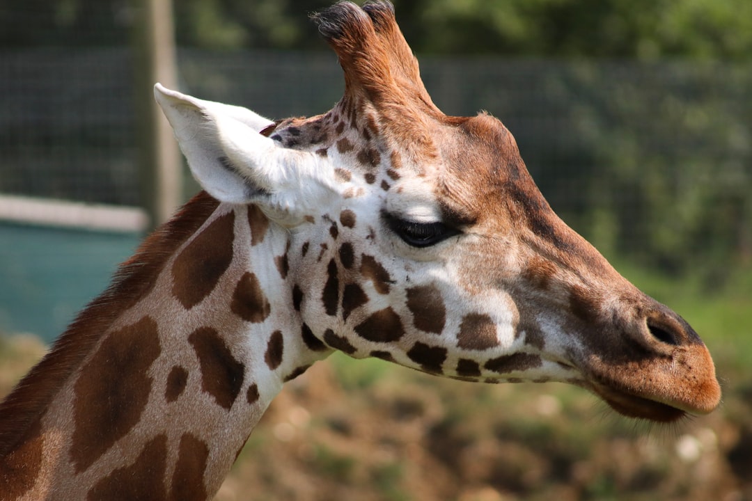 Giraffe, side view of head and neck, giraffes in the zoo at different ages can be seen with various spots and patterns, photo taken from afar with a blurred background, highly detailed professional photography of the highest quality and resolution in the style of hyperdetailed. –ar 128:85