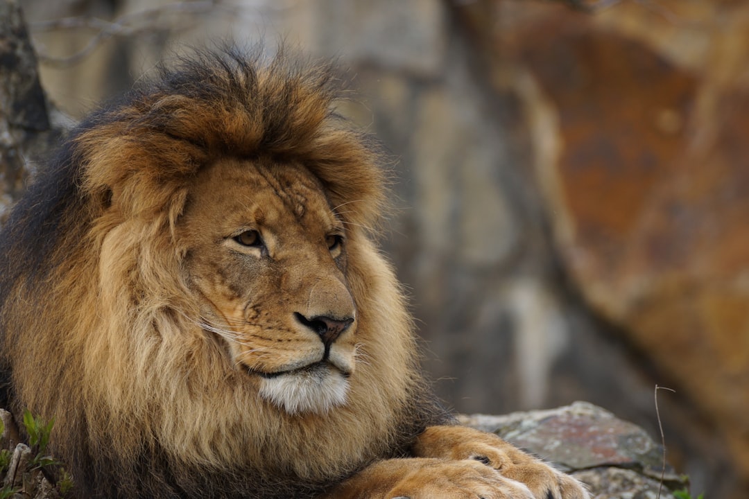 A majestic lion with its thick mane, resting on the rocks of an African savannah. The photo was taken using focus stacking and closeup, high resolution photography in the style of National Geographic. –ar 128:85