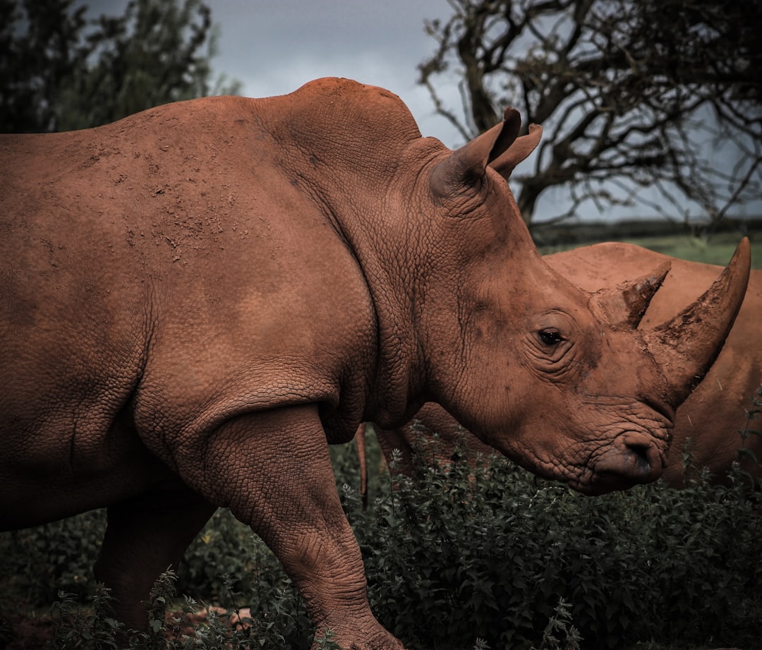 A closeup shot of two brown rhinos in the wild, taken with a Nikon D850 DSLR with a 24-70mm f/3 lens, featuring shades of light and dark tones rendered in a hyper realistic style. –ar 128:109