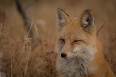 Red Fox in the prairie, photo taken by Canon EOS, 50mm portrait lens --ar 128:85