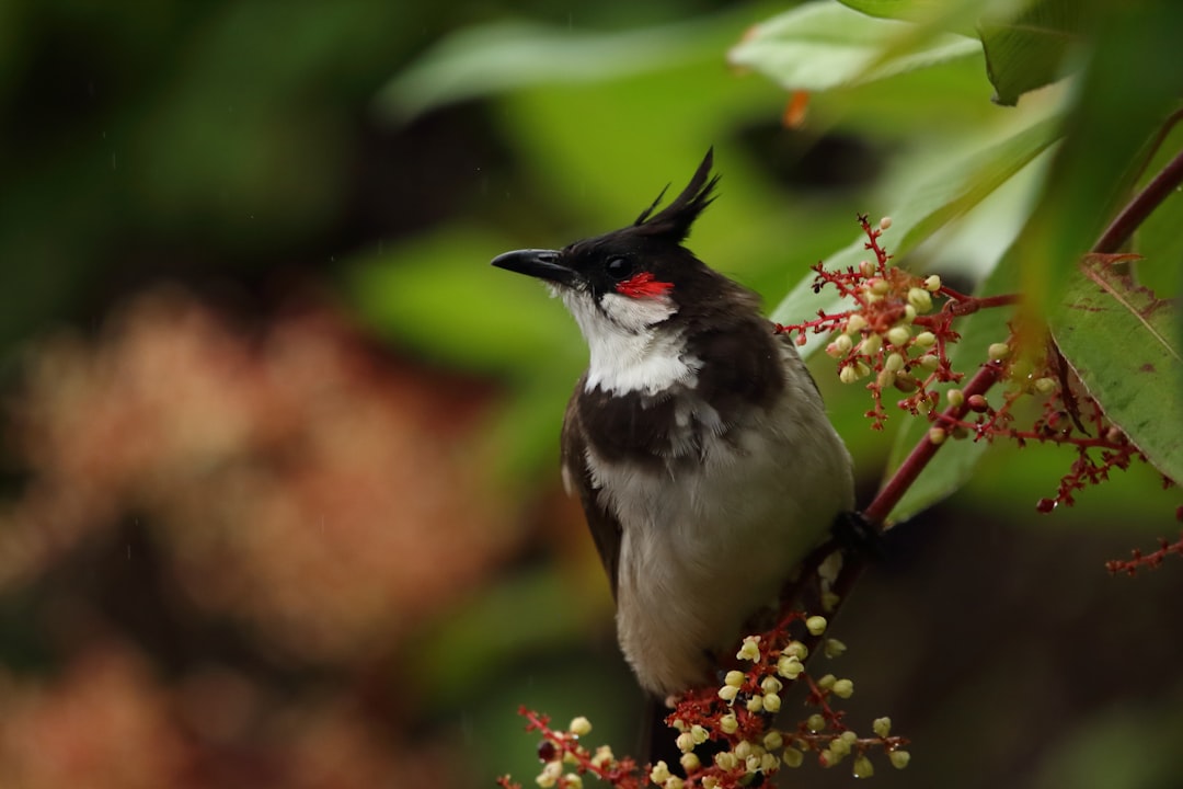 A Redworked bulbul bird perched on the branch of an inflorescence plant, its black and white plumage contrasting with red eyes, set against lush green foliage in shallow focus. The background is blurred to emphasize the subject, capturing detailed feathers and beak details. Soft natural light highlights textures, creating a serene yet vivid scene in the style of Redworked. –ar 128:85