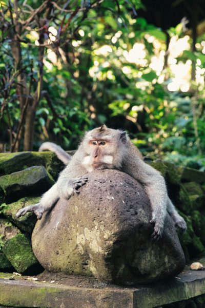 A monkey is sitting on top of an ancient stone in the Bali jungle, its head resting against its paws and looking at me with big eyes and a cute face. The photo shows beautiful nature with lush foliage, taken from an iphone camera. --ar 85:128