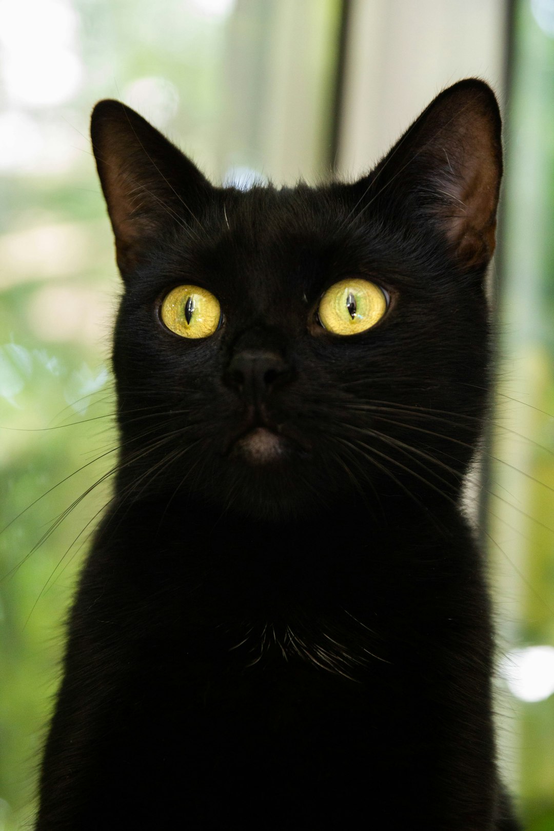 A black cat with yellow eyes, with a cute and curious expression on its face, stands upright in front of the camera, looking at me from far away. The background is blurred green plants outside the window, creating an atmosphere full of mystery. The cat is depicted in the style of Chinese artist Unknown. –ar 85:128