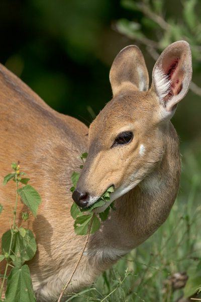 A deer eating leaves in the grass, a closeup of its head and neck in the style of photorealistic style, animal photography with high definition resolution and high detail, clearly focused on its face with high quality in a natural background with natural light and natural colors in a green environment with bright daylight. --ar 85:128