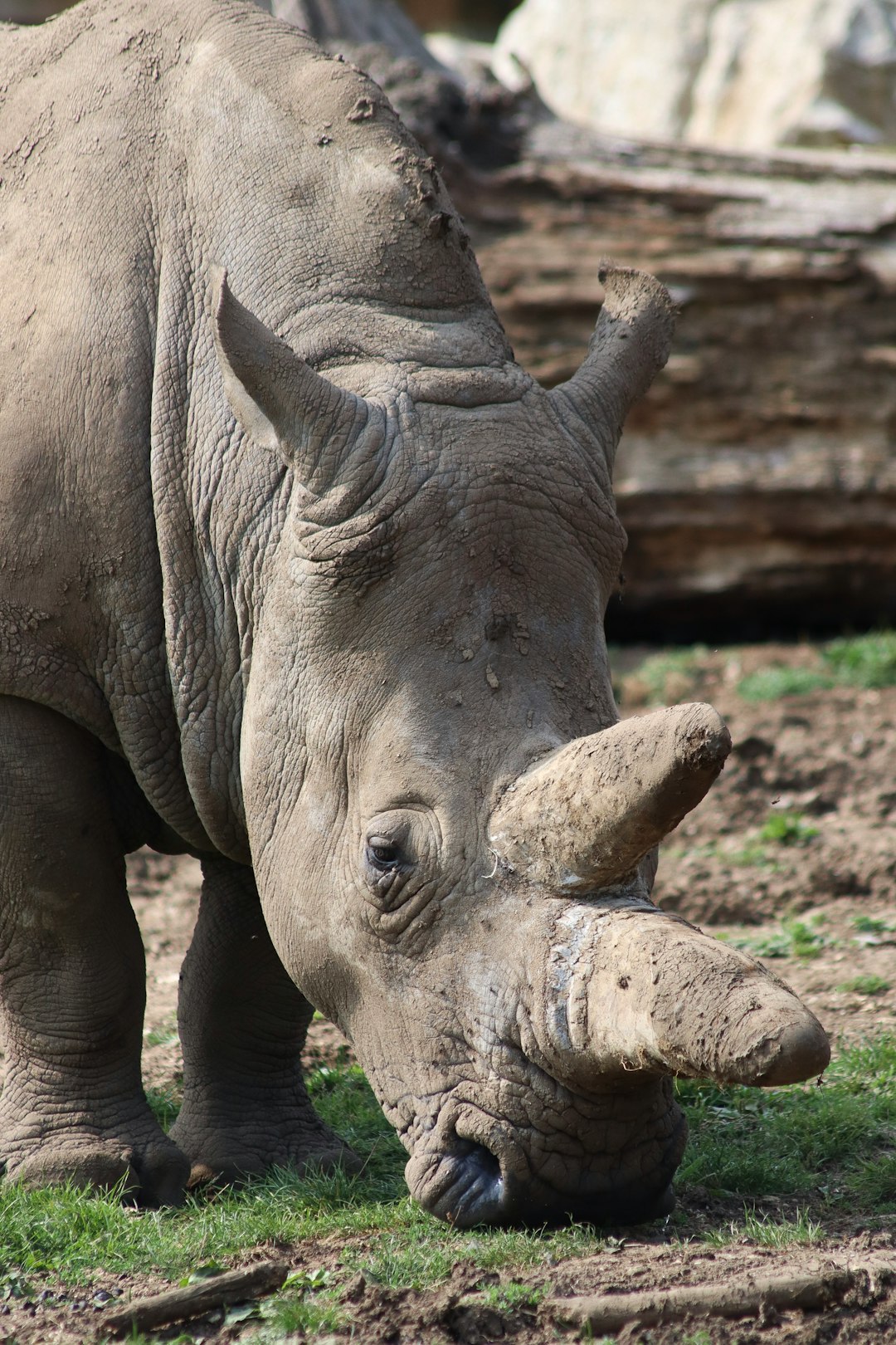 a rhinoceros grazing in its zoo enclosure, head shot, national geographic style photo –ar 85:128