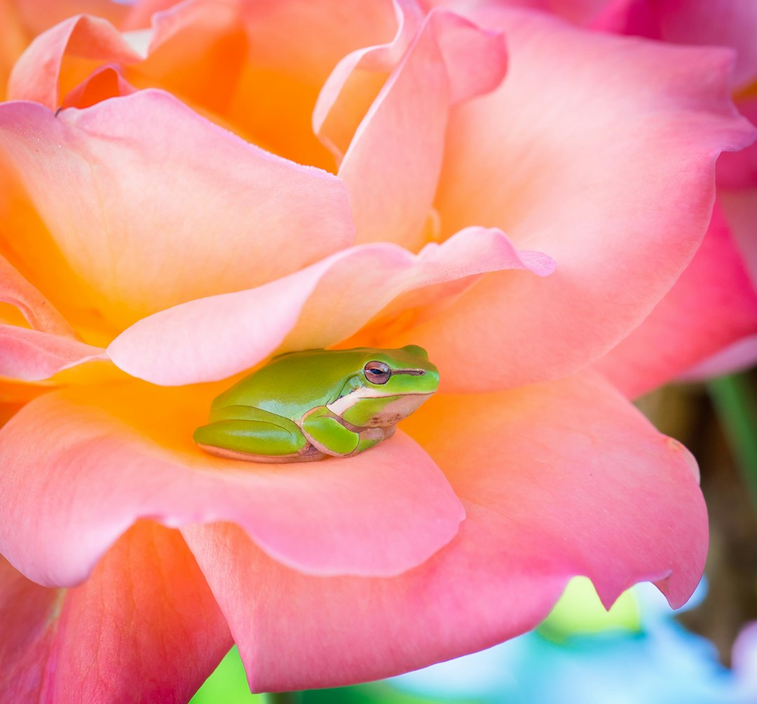 A cute little green tree frog nestled in the petals of an oversized pink and orange rose. Macro photography with vibrant colors and high definition in natural light. A professional photograph with professional color grading in the style of natural light. –ar 128:119