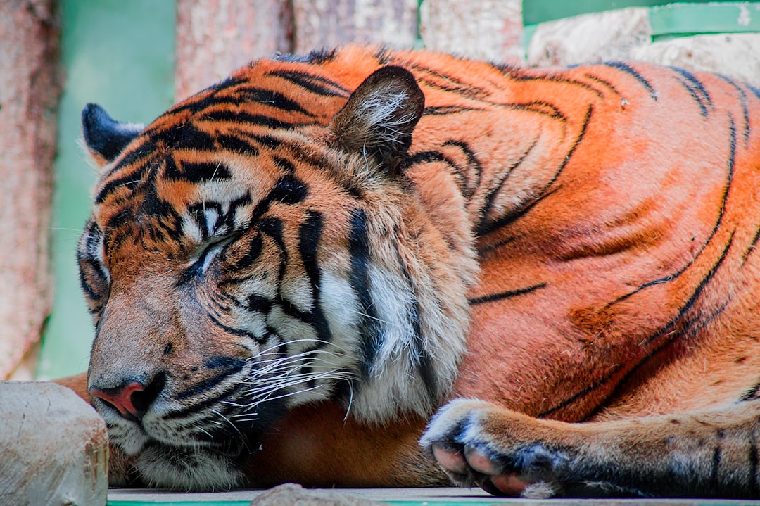 A tiger is sleeping in the zoo, closeup of its head and body, colorful stripes on his fur, high definition photography, super details, professional color grading –ar 128:85