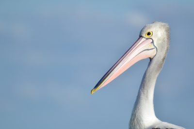 Close-up portrait of an Australian pelican with a clear blue sky background in the style of professional photography and using natural light, this high resolution photo. --ar 128:85