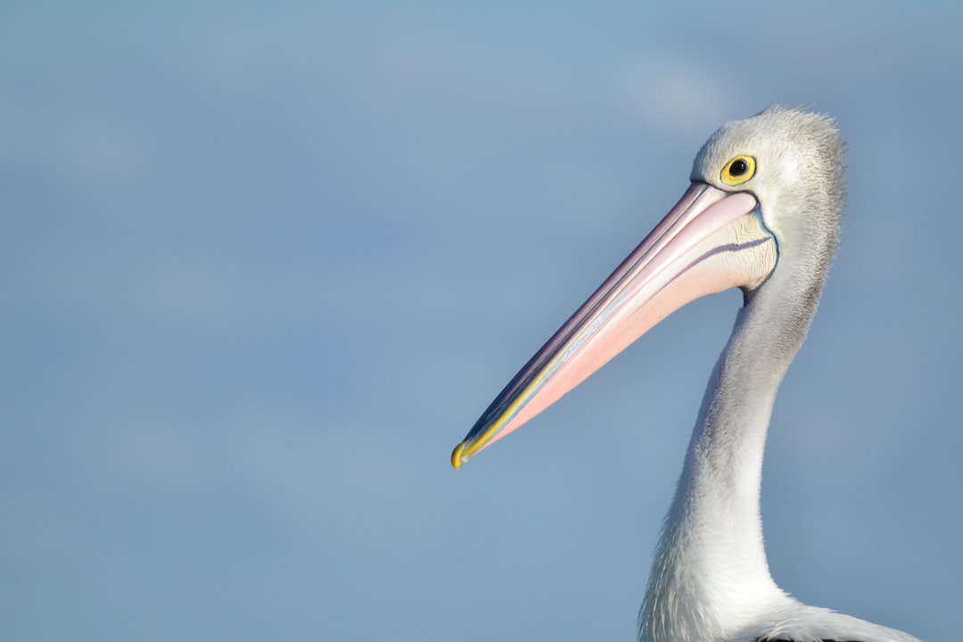 Close-up portrait of an Australian pelican with a clear blue sky background in the style of professional photography and using natural light, this high resolution photo. –ar 128:85