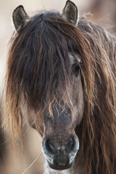 A closeup portrait of an icelandic horse with long hair, shot on Canon EOS5D Mark III camera using the Sony FE 24mm f/8 G OSS lens --ar 85:128