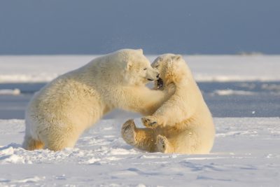 Polar bears playing together in the snow, National Geographic photography, professional color grading, soft shadows, no contrast, clean sharp focus digital photography. The photography has a style similar to National Geographic photography with professional color grading, soft shadows and no contrast. The focus is clean and sharp. --ar 128:85