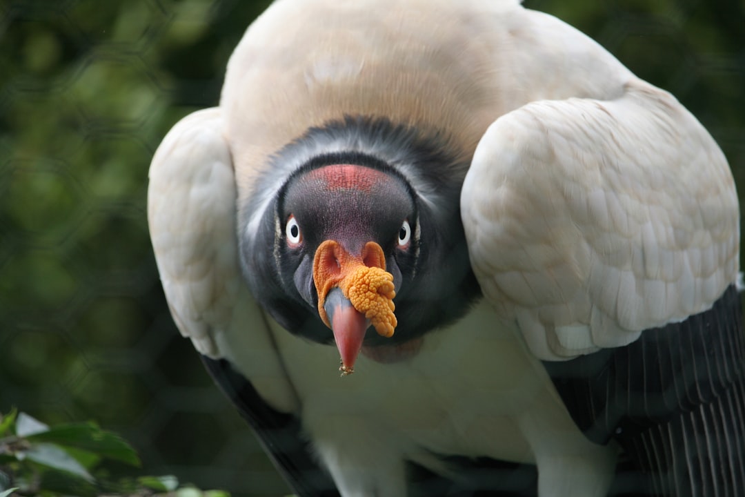 The king vulture is the largest and rarest of all birds, with its distinctive white feathers, black body, red head, yellow beak, long legs, sharp claws, soft feathered wings, round neck, cute eyes, documentary photography style, macro lens, natural lighting, closeup shot, wildlife photo shoot, high resolution, natural environment. –ar 128:85