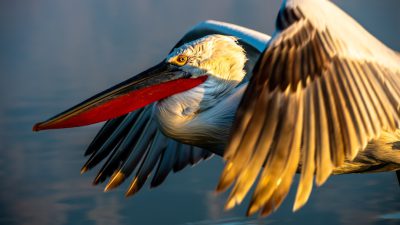 Close up photo of a flying pelican, wildlife photography in the style of National Geographic, award winning, golden hour light, beautiful soft lighting, shot with a Canon EOS R5 --ar 16:9