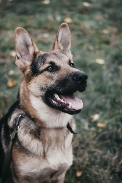 A German Shepherd dog smiles while sitting on the grass, portrait photography, in the style of Canon EOS R5, raw photo --ar 85:128