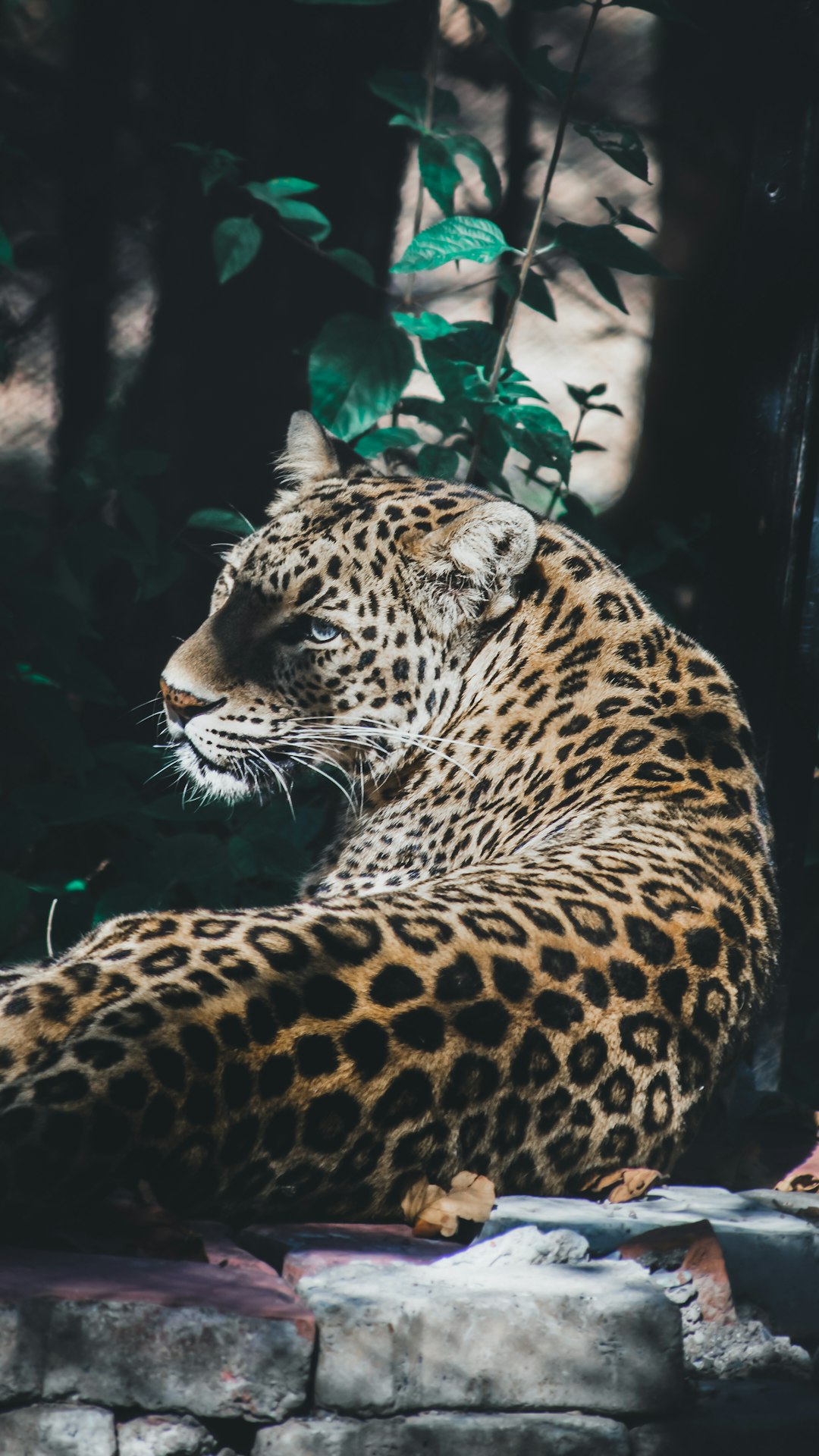 A leopard in the zoo, in the style of a real photo, full body shot, sitting on stone steps, resting its head and looking at something. The background is dark green leaves, surrounded by trees, and a little sunlight shines through them onto him. His skin was covered with brown spots, his eyes were bright blue, he had long eyelashes, and there were some pink patches under his chin. –ar 9:16