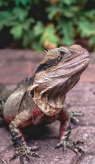 Photograph of an Eastern Water dragon, a large lizard with scales and frills on its back. It is standing in the shade of some trees, looking at something off camera. The background shows foliage and a red brick surface. --ar 37:64