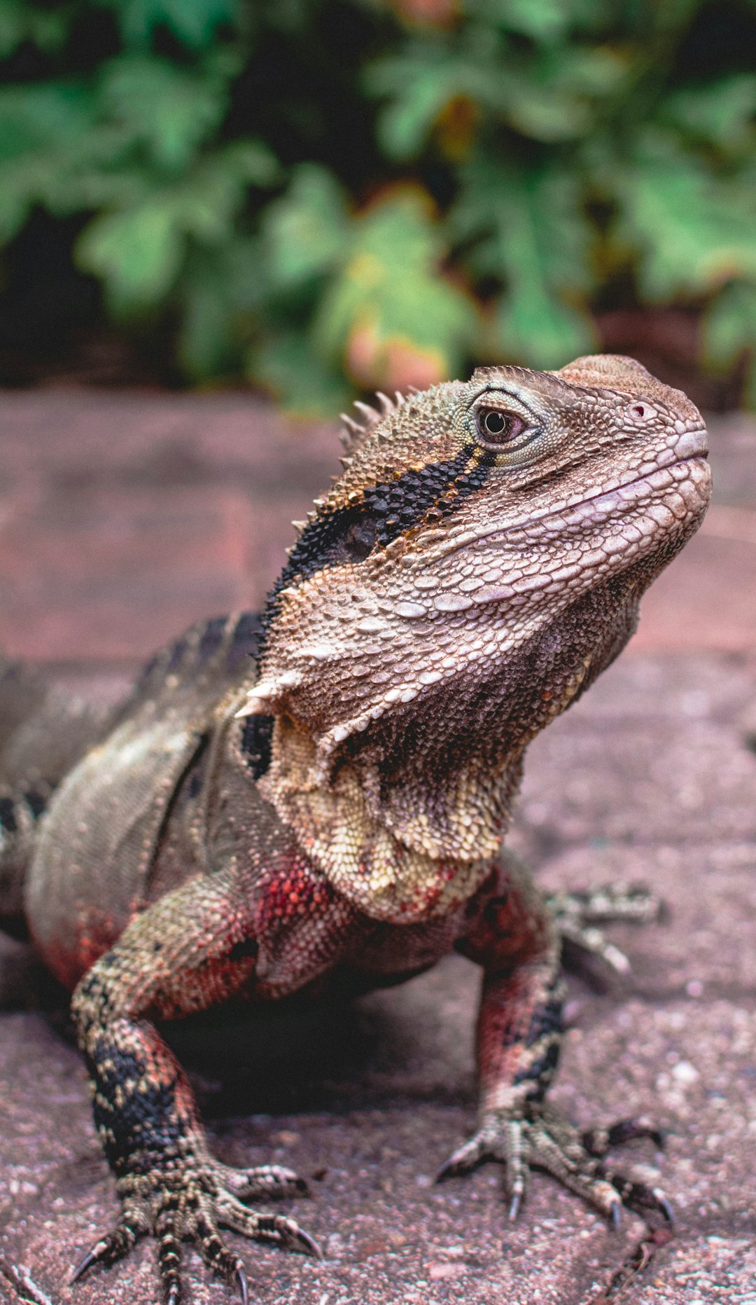 Photograph of an Eastern Water dragon, a large lizard with scales and frills on its back. It is standing in the shade of some trees, looking at something off camera. The background shows foliage and a red brick surface. –ar 37:64