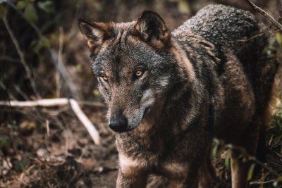 A closeup portrait of an urban wolf in the forest, showcasing its natural beauty and power. Full body standing pose, looking at the camera, shot in the style of Cinestill film with a Sony Alpha A9 II. --ar 128:85