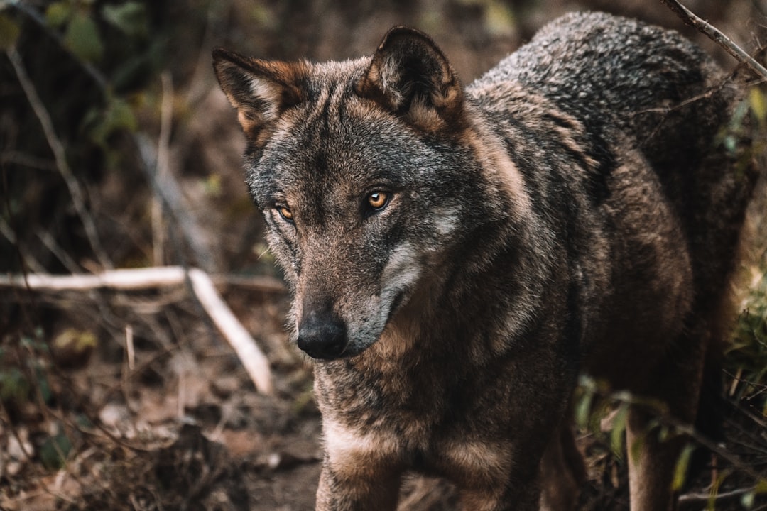 A closeup portrait of an urban wolf in the forest, showcasing its natural beauty and power. Full body standing pose, looking at the camera, shot in the style of Cinestill film with a Sony Alpha A9 II. –ar 128:85